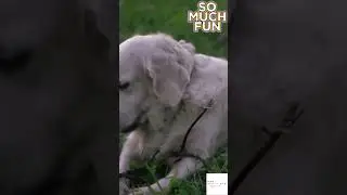 Dog Watching, Fun Activity For Kids, Watch Dogs Play, Happy Dogs At The Dog Park, Dog Mom #doglife