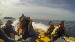 Venture Jet - Ramsey Island Jet Boat Wildlife Trips (St Davids, Pembrokeshire)