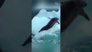 Косатки учат молодняк охотиться на тюленей