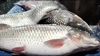 🔴 Live Fish Cutting ASMR | Fresh Fish Processing from Market | For USA & Europe Viewers