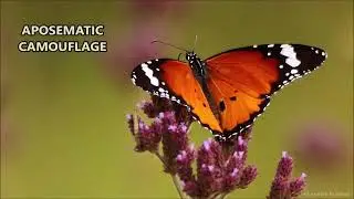 Incredible camouflage of the natural world: 5. APOSEMATIC CAMOUFLAGE