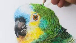 Como desenhar um PAPAGAIO verdadeiro PASSO A PASSO narrado