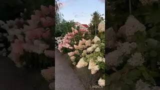 Невероятные гортензии #hydrangeas #гортензия #ukraine #hortensia #beautiful #garden #paniculata #