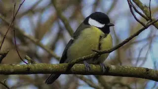 Great Tits: Exploring the Charms and Wonders of these Delightful Birds - A Visual Guide