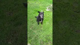 Преданная собака. A devoted dog.