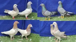 Anokhi & Rare Breed Kabootar | Sayyed Pigeon Loft | 7021412370