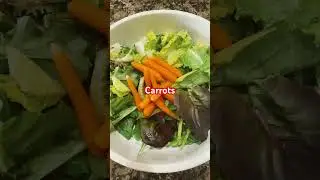 Red wine vinaigrette salad #vegetables #salad #food #healthyfood