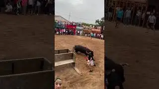 Banteng mengamuk 😱‼️ #youtubeshorts