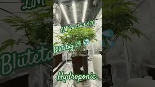 Bt 24 LM #Fastbuds #gelato #viralvideo #plants #Weed #bucket #athena #viralvideos #tiktokviral #Hemp