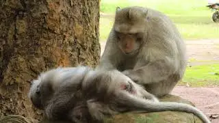 Monkey Skippy King Sit Romantic With Tima Old Mom  on stone ,Looking Beautiful And so on