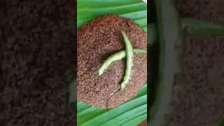 Kharoli recipe in assamese(খাৰলি)#assam #assamese #recipe #shorts #trending #viral #video