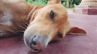 My Big Dog No Happy Today 🥺 What's Problem ?