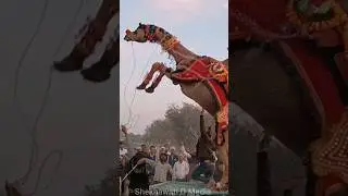rajasthani dj song 2023#rajasthanidjsong #camel