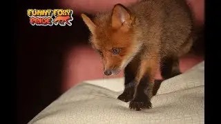 Маленькая лисичка разговаривает