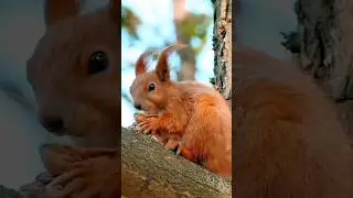Best Red Squirrel Sound|the cute chipmunk is eating peanut #nature #shorts #youtubeshorts