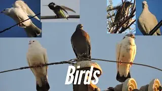 Backyard Birds of Apple Valley, California, Unites States