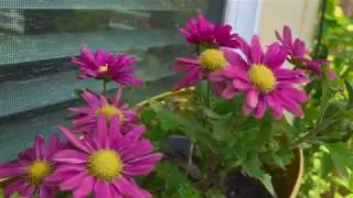 Flowers Cinematic - Part 2 (Shot on iPhone)