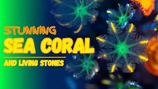 Stunning Sea Coral and Living Stones