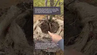 Корневая шейка у посадочного материала 🫣