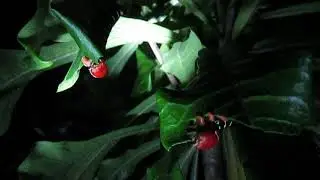 Lagarta da mariposa Pseudosphinx tetrio