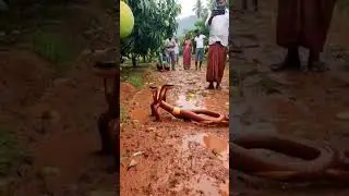 #trending #snake #viral #comedyvideos #funny #comedyskits #viralcomedy #comedy #viralvideo #shorts