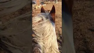 🥹 FRANKIE 🔥 #horse #fypシ #equestrian #subscribe #hearthorse #canter #bridless