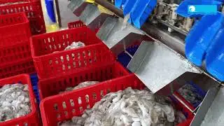 Baby Octopus Whole Cleaned
