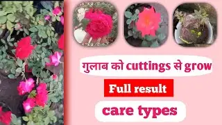 Rose plant ke grow kese kare 🤫Full result and care types 🤭गुलाब के पौधे की  केयर टिप्स🤔