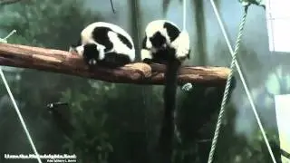 Philadelphia Zoo Black and White Ruffed Lemurs Back in Primate Reserve