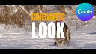 How to Give Your Videos a Cinematic Look in Canva