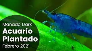 JBL Manado Dark y AquaBasis Plus | Acuario Plantado 91L