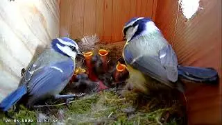Blue Tit Nest Box - Empty Nest to 6 Chicks in 8 Minutes!!