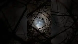 The Hidden World of Nocturnal Birds #1 #short #animal #owl