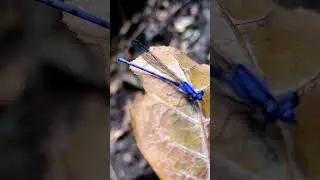 Zygoptera 💥