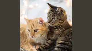 Gentle Night For Cats