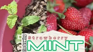 🍓 Strawberry Mint 🍓 Growing & Transplanting My FAVORITE Mint Variety!