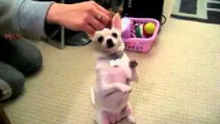 Mookie the Chihuahua Performing Her Dog Tricks