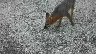 Florida Red Fox
