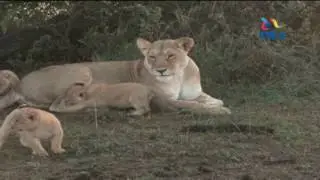 World life conservation day: Establishment of more conservancies improving conservation