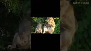 Monkey eat Orange fruit #shorts #monkeys