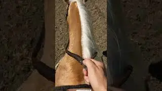 How to hold the split reins and curb bit.