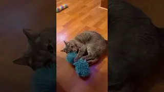 🐾 Laugh-Out-Loud Cat Compilation 😹 Cute & Funny Cat Moments You&rsquo;ll Love #catvideos