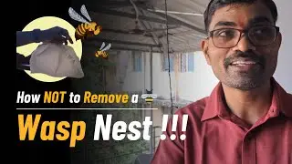 How NOT to Remove a Wasp Nest 🐝 Ticking Time Bomb!