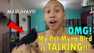OMG! My Pet Myna Bird is TALKING! | June 20th, 2017 | Vlog #145