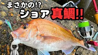 【ショア真鯛】岸釣りでまさかの真鯛！夢だったショアレッド