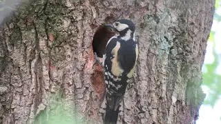 De Nuilervennen: Grote bonte spechten gevoerd door vrouwtje/Great Spotted Woodpeckers fed by female.