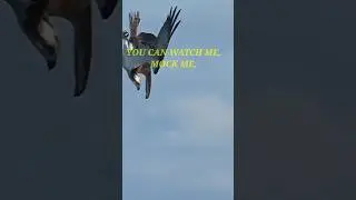 eagle 🦅 fight 😎 status// #eagle #fish #fight  #attitude #motivation #status #shorts #quotes  #video
