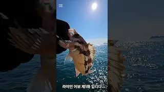What is this? (이게뭐야?)