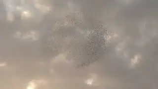 2026年１月１７日トモエガモの群れ🐦️
