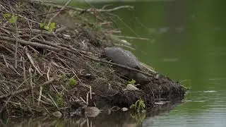 A North American Snapping Turtle goes down a northern USA Beaver lodge after laying her eggs in it